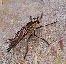 Eutolmus rufibarbis, mâle, des Eutolmus, des Asilidae.