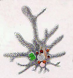 Amoeba proteus (Tubulinea)
