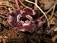 Asarum tamaense