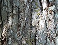 Austrian Pine (Pinus nigra) bark