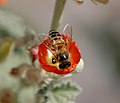 Abella de la mel sobre una flor Sphaeralcea a Mesa (Arizona)