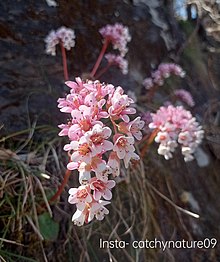 bergenia ciliata flower(2)