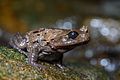 Brachytarsophrys carinense, Burmese horned frog - Khao Sok National Park