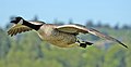 Image 5 Canada goose More selected pictures