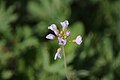 (13) Cardamine pratensis