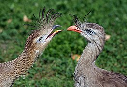 Cariama cristata Vienna2008.jpg