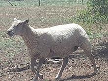 Charollais ewe walking