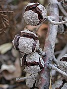 Cupressus glabra old cones.jpg