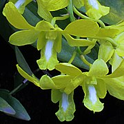 Dendrobium schulleri