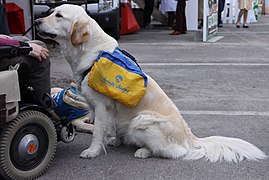 ENVA - JPO2010 - chien d'assistance pour handicapé bis.JPG