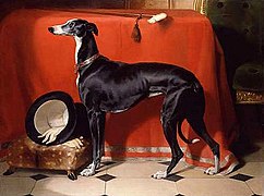 Eos, A Favorite Greyhound of Prince Albert.jpg