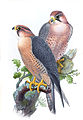 John Gould rajza két Falco peregrinus babylonicusról