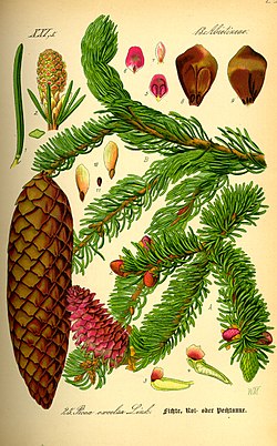 Harilik kuusk Picea abies. Illustratsioon Otto Wilhelm Thomé raamatust "Flora von Deutschland, Österreich und der Schweiz..." (1885)
