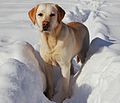 Labrador Retriever