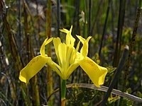 Moraea neglecta