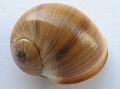 Natica fasciata