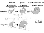 Avvolgimento endogastrico ed esogastrico.[N 3]