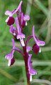 Anacamptis morio subsp. longicornu Sicily - Zingaro