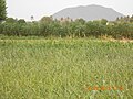 Paddy fields in my native village, a part of the ancient Chola Nadu