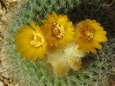 Parodia chrysacanthion