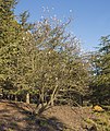 A tree with its first flowers