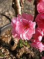 bonsai(Prunus persica)