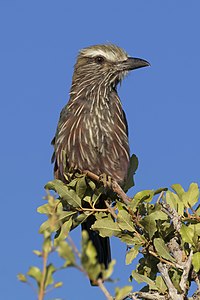 Purple roller, by Charlesjsharp