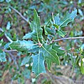 Quercus vaseyana