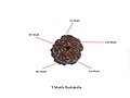 Panch-mukhi rudraksha