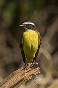 Rusty-margined flycatcher (Myiozetetes cayanensis hellmayri)