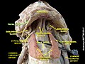 Facial artery