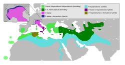 alt=      Zona de cría de P. h. hispaniolensis      Zona de cría de P. h. transcaspicus      Área de invernada      Passer italiae Los otros colores representan zonas de hibridación.