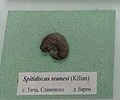 en:Spitidiscus seunsesi (Kilian) Lower en:Barremian, Ticha, Sliven Province at the en:Sofia University "St. Kliment Ohridski" Museum of Paleontology and Historical Geology