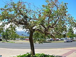 Erythrina crista-galli (Maui, Kahului repülőtér)