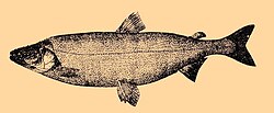 Stenodus leucichthys