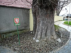 Trunk of memorable horse-chestnut in Fryšták.JPG