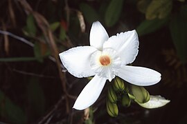 Vanilla phalaenopsis, orquídea endémica de Seychelles.