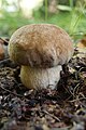 Το Boletus reticulatus εμφανίζεται στα δάση φυλλοβόλων βαλανιδιών.