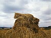 American wheat