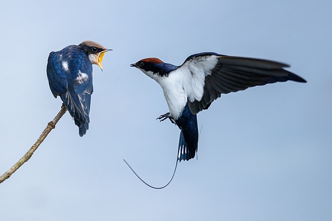 Wire-tailed swallow approaching offspring with food (created by Manojiritty; nominated by Jkadavoor)