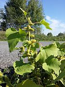 Xanthium saccharatum sl7.jpg