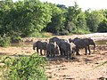 أفيال بوش الأفريقية في حديقة يانكاري الوطنية، ولاية باوتشي.