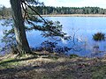 Lunsveen (boswachterij Gieten-Borger)