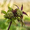   Bloemknoppen in ontwikkeling van een Sambucus ('serenade').