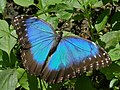 Blue Morpho (Morpho peleides), Butterfly Farm, San Ignacio