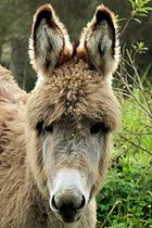 Wooly baby Páramo donkey