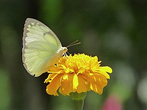 Catopsilia pomona гёбелек, Кадавур, Керала, Индия