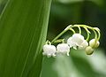 Muguet