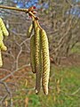 Male catkins with female inflorescences in size comparison