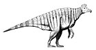 Corythosaurus casuarius